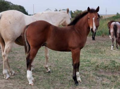 Whiskey Up Brazil JW <BR>AQHA 5882388